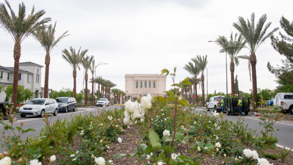 A low angle of green bushes, with two rows of palm trees next to a street that leads to the Mesa temple in the distance.