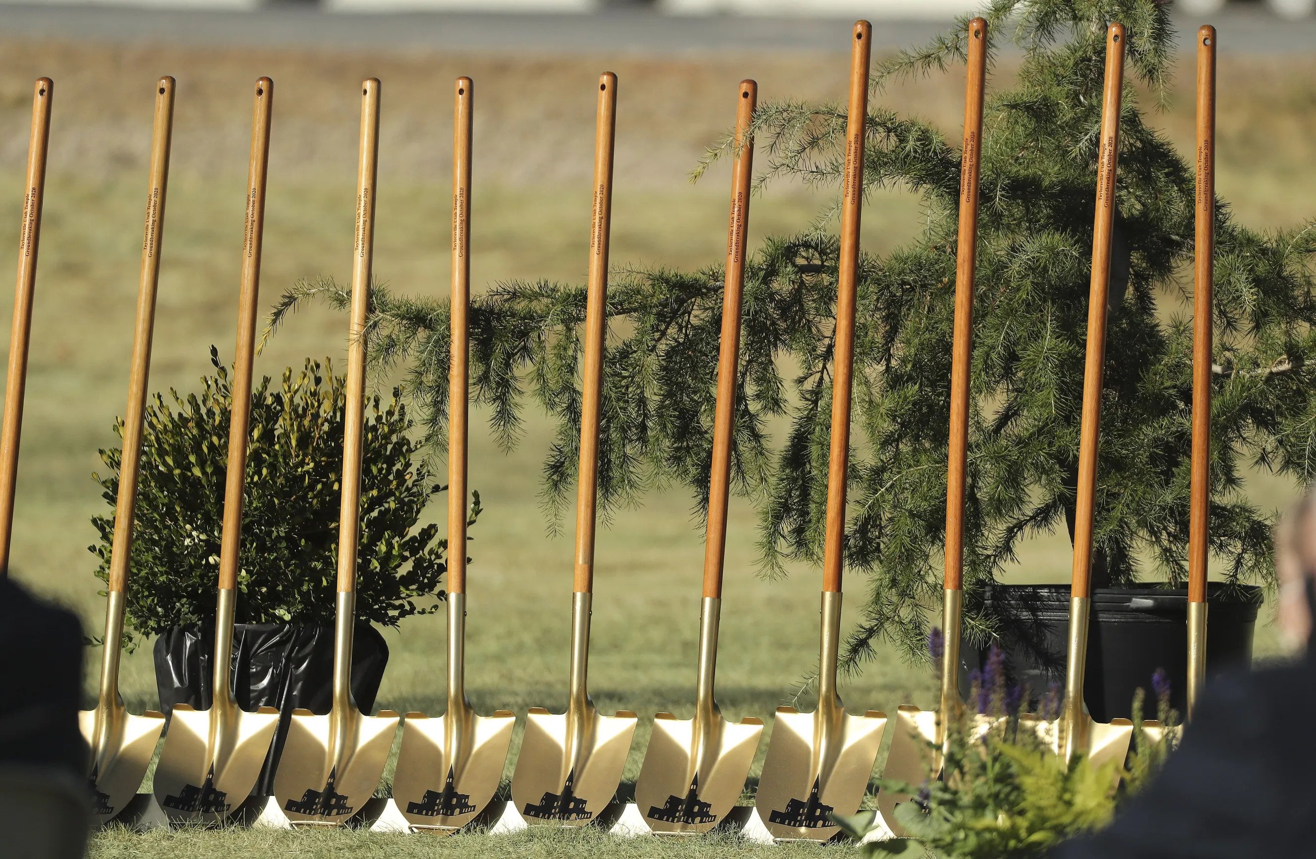 A line of ceremonial golden shovels standing up and lined up in a row.